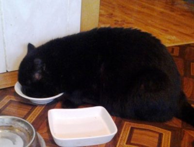 каким кормом кормить кота 9