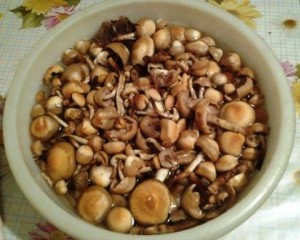 Как солить грибы опята 2