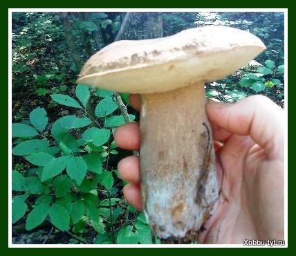 есть ли в июне грибы в лесу 4